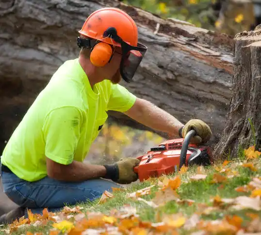 tree services Plaquemine